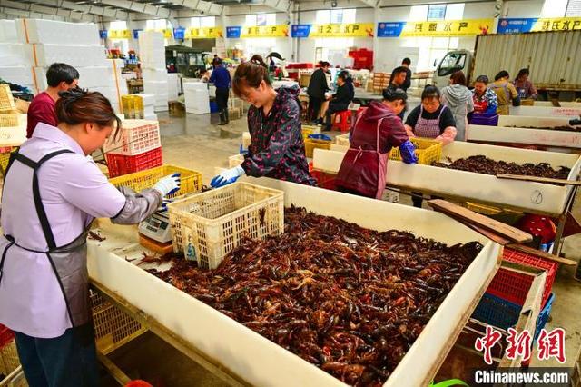 湖北潜江:小龙虾进入产销旺季|小龙虾_新浪财经_新浪网