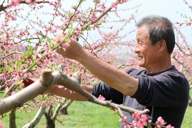 安徽颍上:朵朵桃花开出致富好"钱"景|安徽省_新浪财经_新浪网