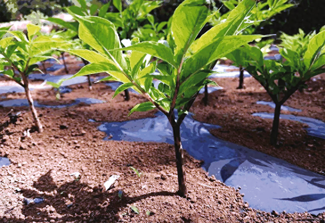 魔芋播种技术要点