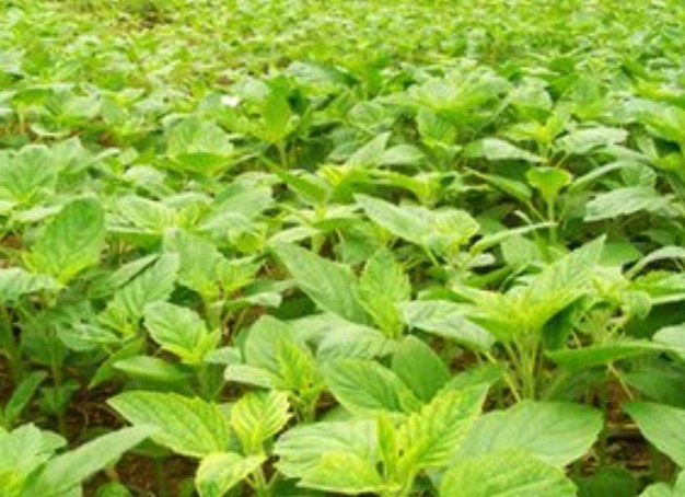 做好春季田间管理保障油料作物稳产增收|花生_新浪财经_新浪网