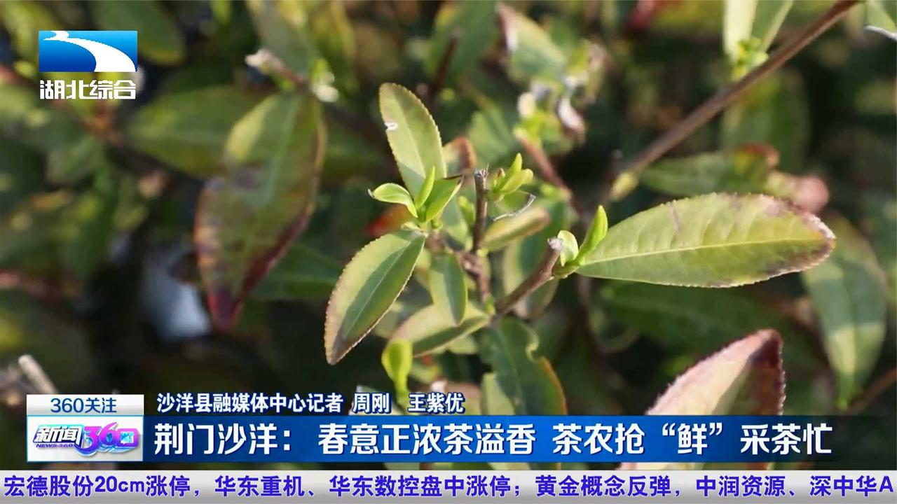 荆门沙洋: 春意正浓茶溢香 茶农抢“鲜”采茶忙|荆门市_新浪新闻