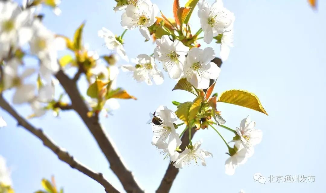 通州万亩樱桃花齐盛放!快来赏花,免费看哦_新浪财经_新浪网