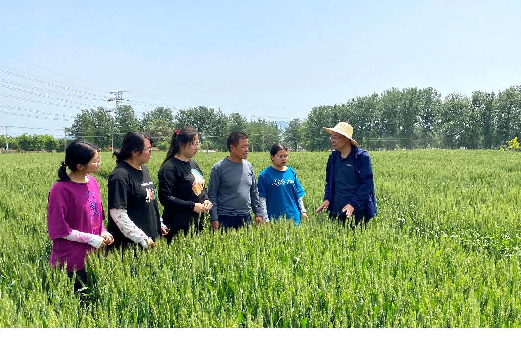 闻喜小麦科技小院指导教师林文与学生及农户交流小麦中后期管理意见。