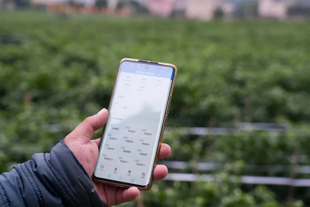 佛山驻镇帮扶天堂镇小辣椒种出红火好日子村民幸福指数年年攀升