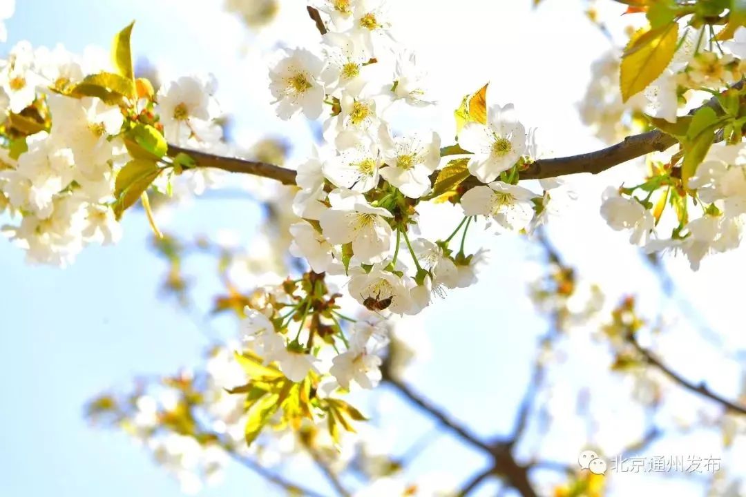 通州万亩樱桃花齐盛放!快来赏花,免费看哦_新浪财经_新浪网