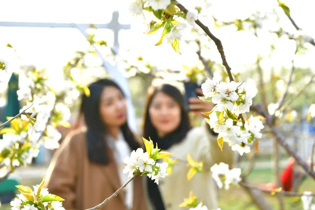 通州万亩樱桃花齐盛放!快来赏花,免费看哦_新浪财经_新浪网