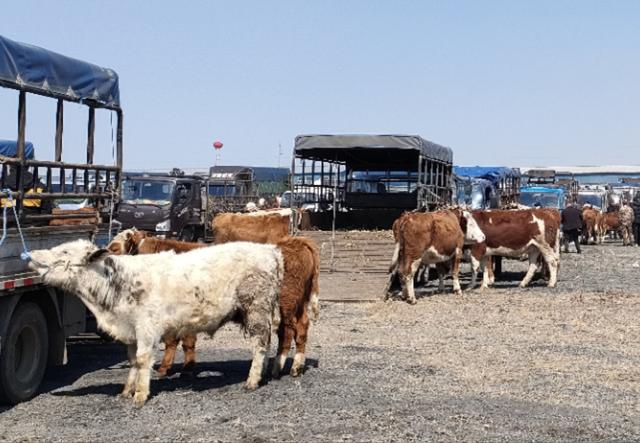 延边州首家活牛交易市场开集_新浪财经_新浪网