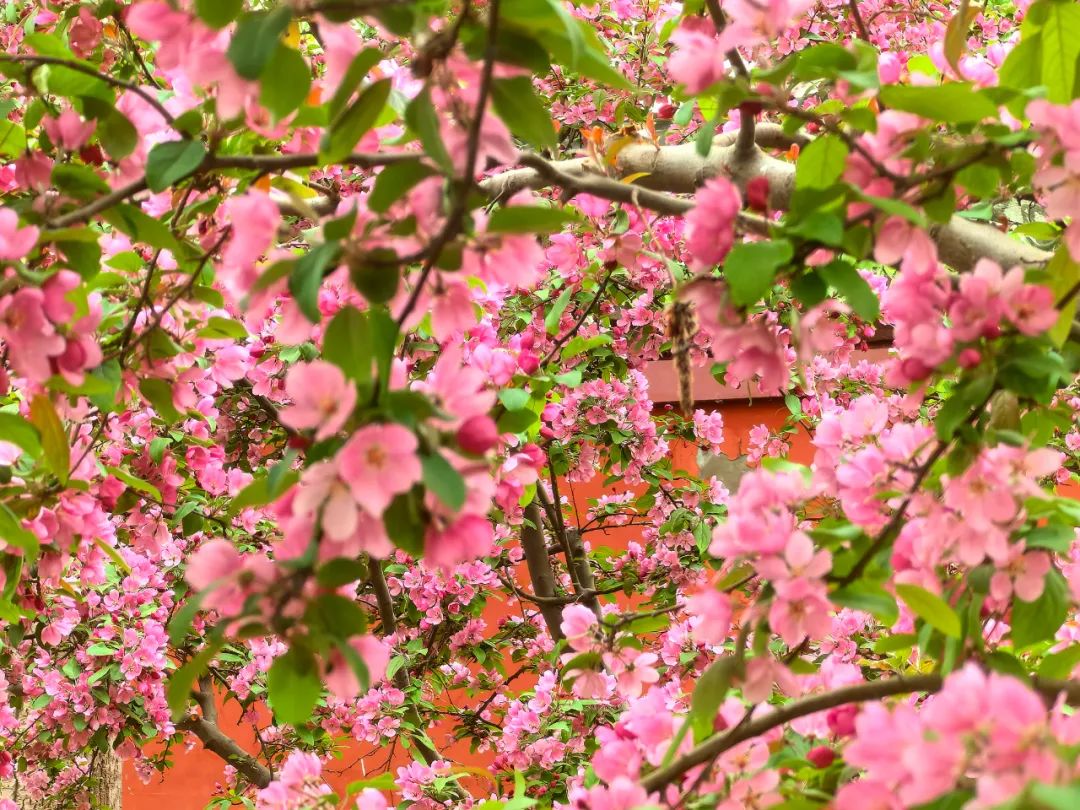 北海花鉴(一)丨海棠,嫣然一笑解留春