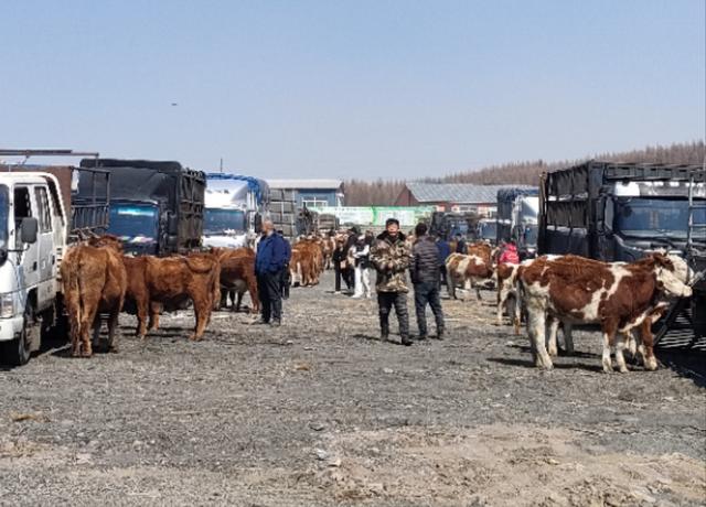 延边州首家活牛交易市场开集_新浪财经_新浪网