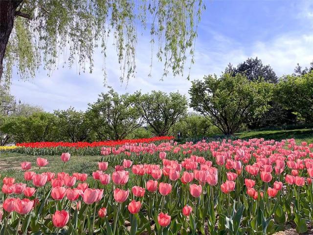 花开北京·2024北京郁金香文化节启动_新浪财经_新浪网