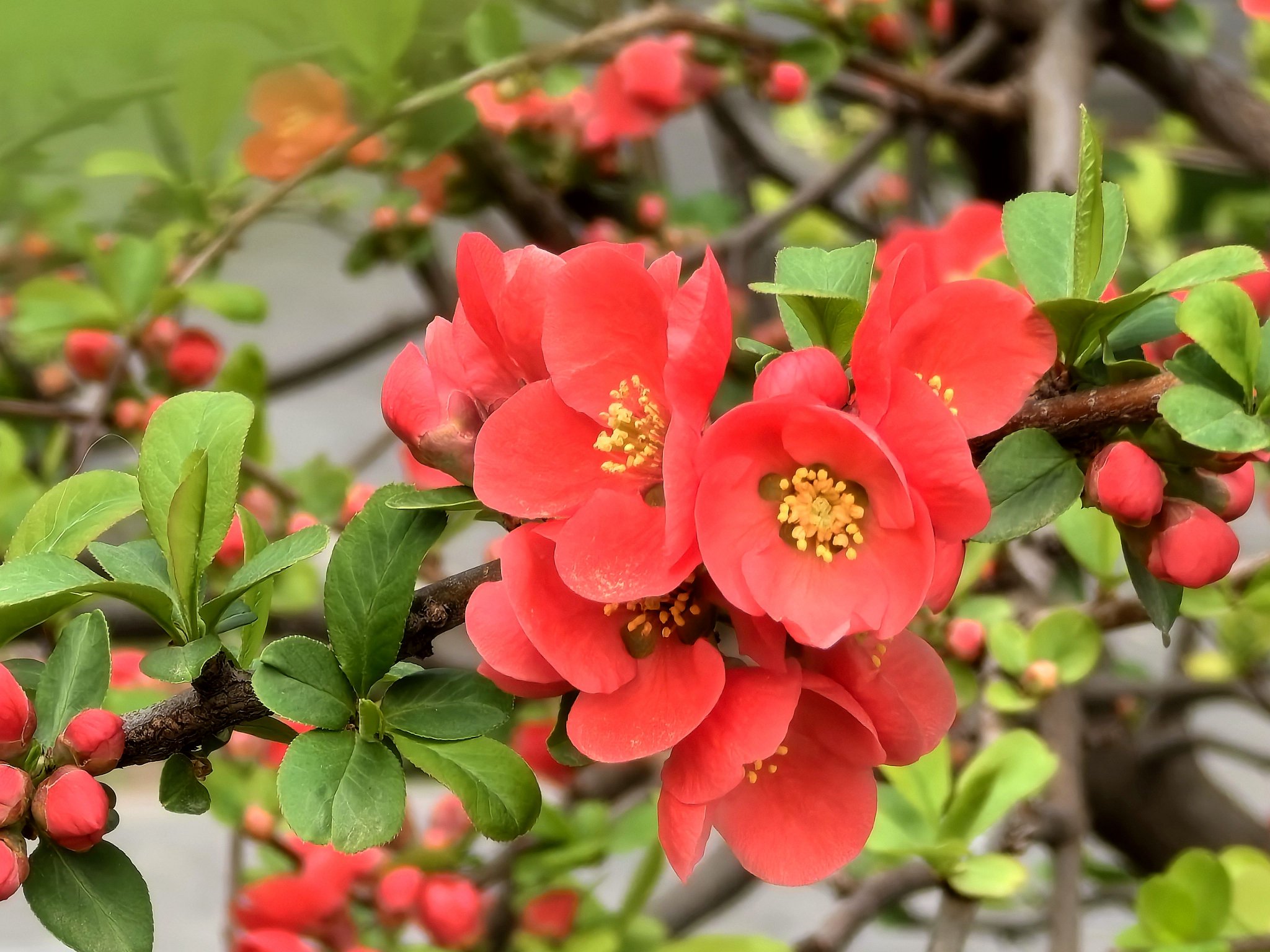 北海花鉴(一)丨海棠,嫣然一笑解留春