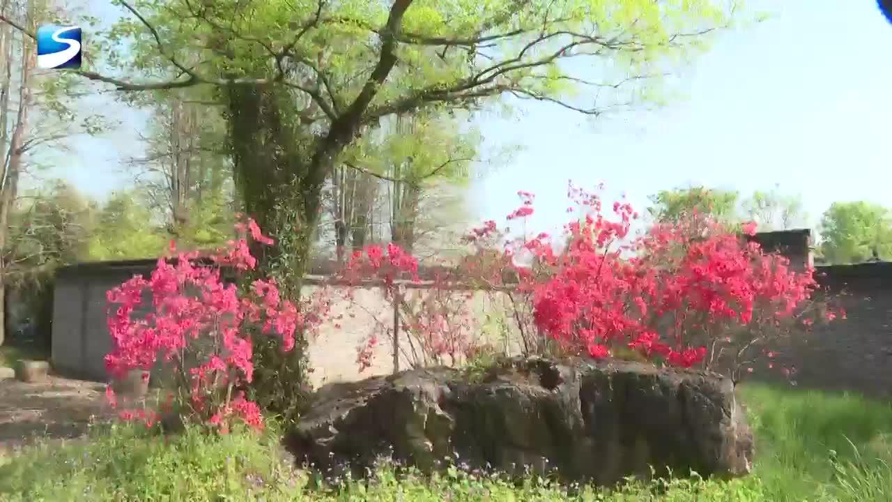 五厍杜鹃花繁育基地推出杜鹃花展