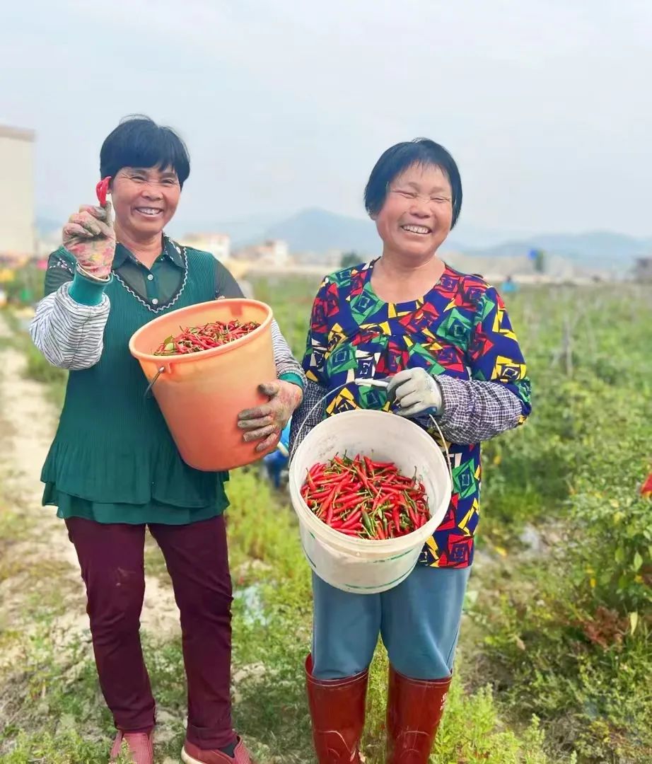 佛山驻镇帮扶天堂镇小辣椒种出红火好日子村民幸福指数年年攀升