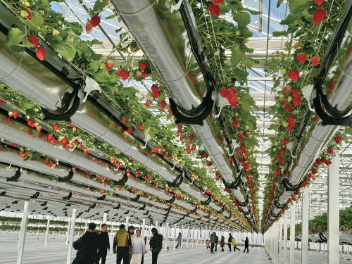 达拉特旗现代数字农业科技产业园空中草莓园项目现场,游客们正在