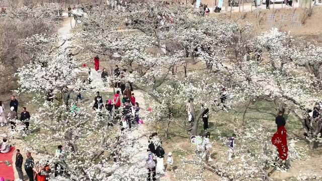 河北青县:百年梨园花开正艳_新浪新闻