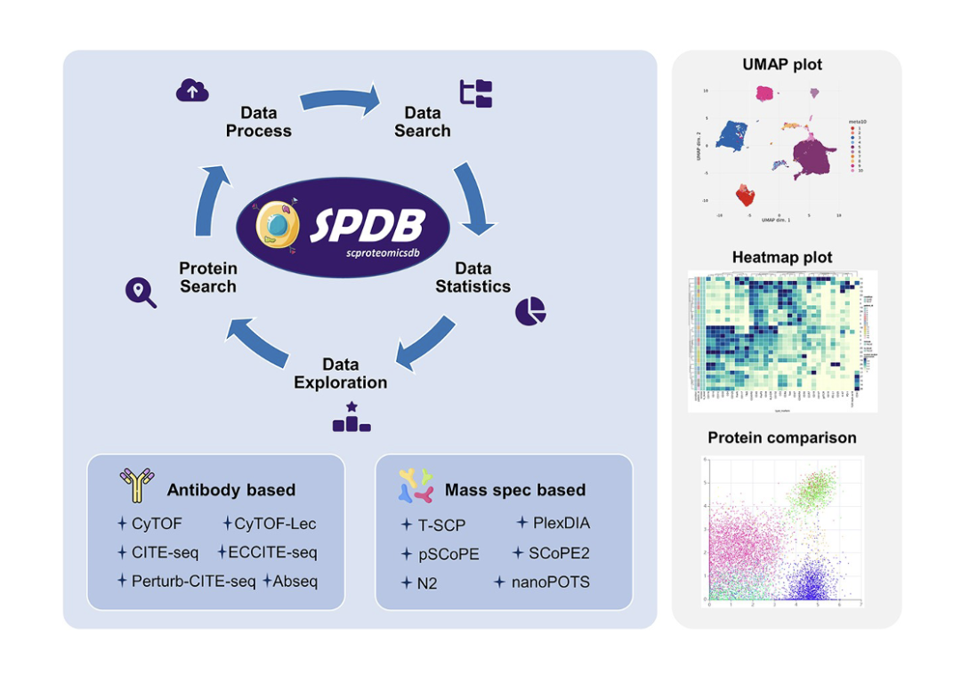 专访姚建华杨帆腾讯ailab为何瞄准单细胞蛋白质组学