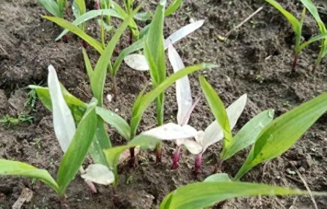 玉米苗期异常问题及解决方法_新浪财经_新浪网