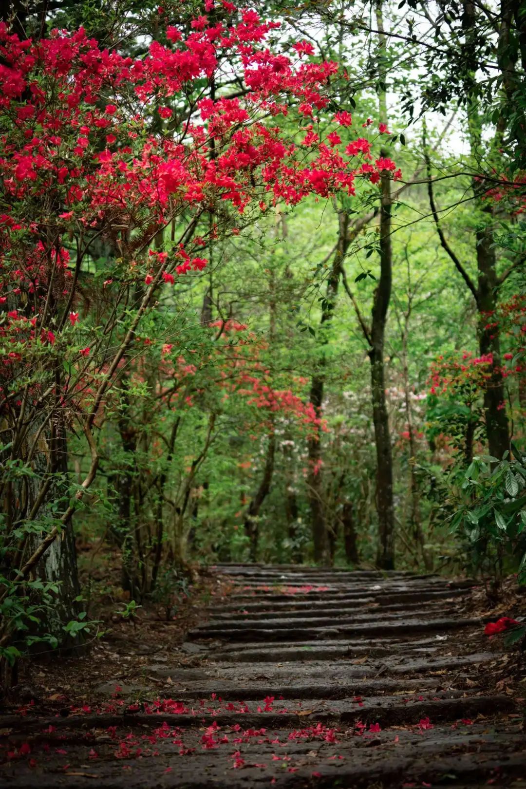 探索踏青好时节长三角春日徒步路线请查收