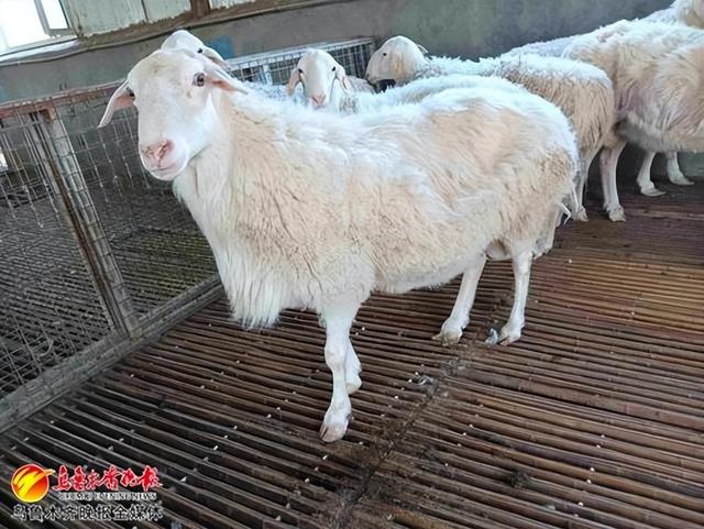 乌鲁木齐农业部门开展"多胎羊养殖"培训_新浪财经_新浪网