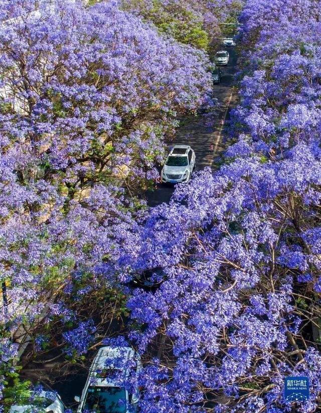 宝海公园蓝花楹图片
