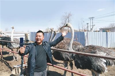 草莓坠挂在叶蔓上,散发出浓郁的果香.