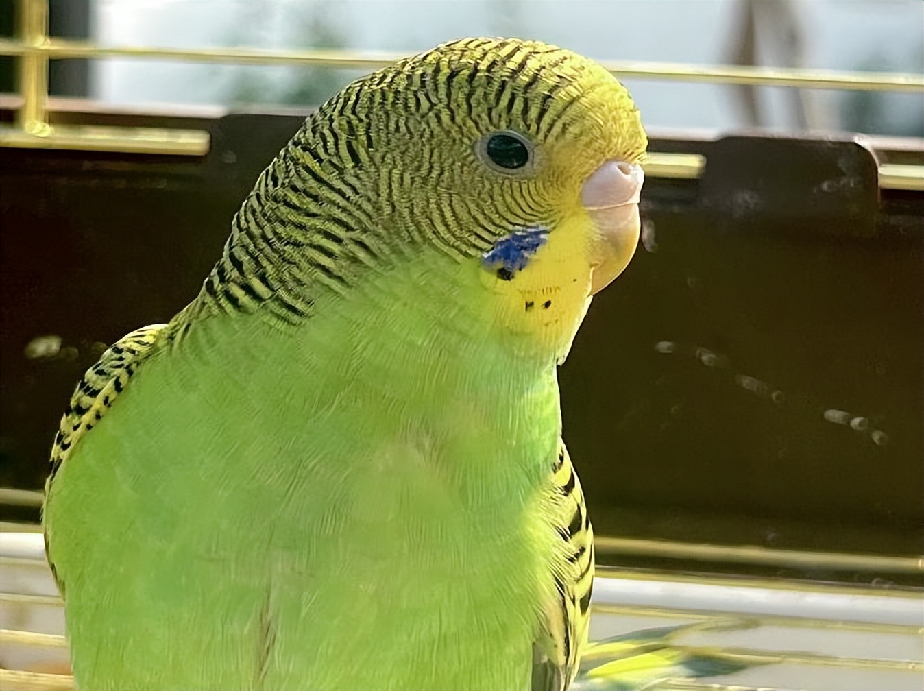 又名娇凤,属小型攀禽品种,原产于澳大利亚的内陆地区,野生的虎皮鹦鹉