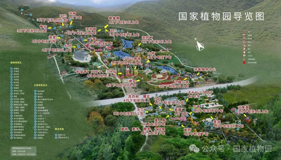 海棠花繁锦绣春