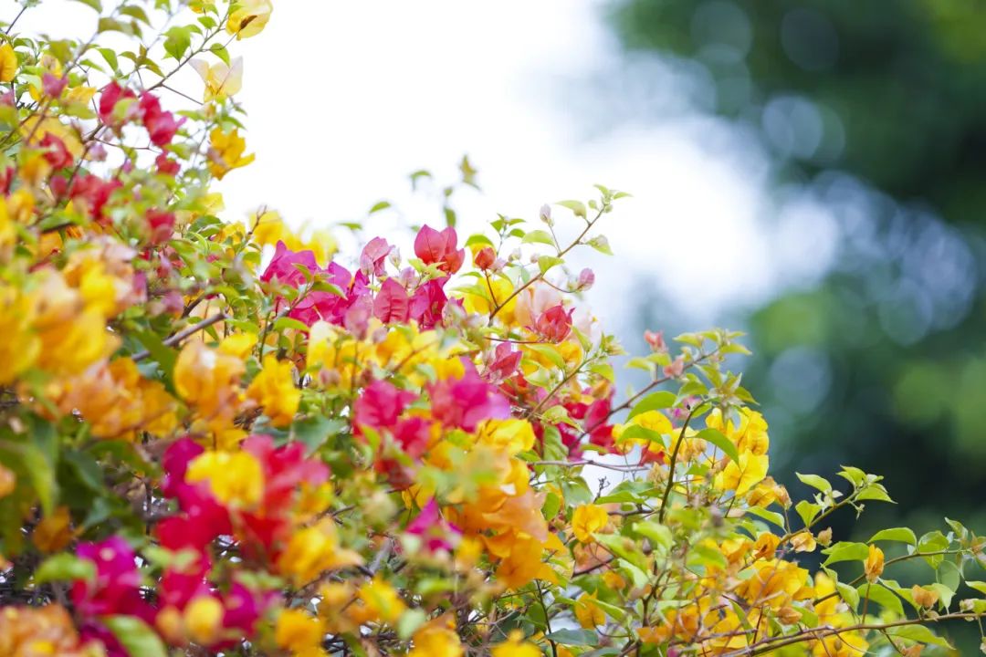 佛山花卉世界图片