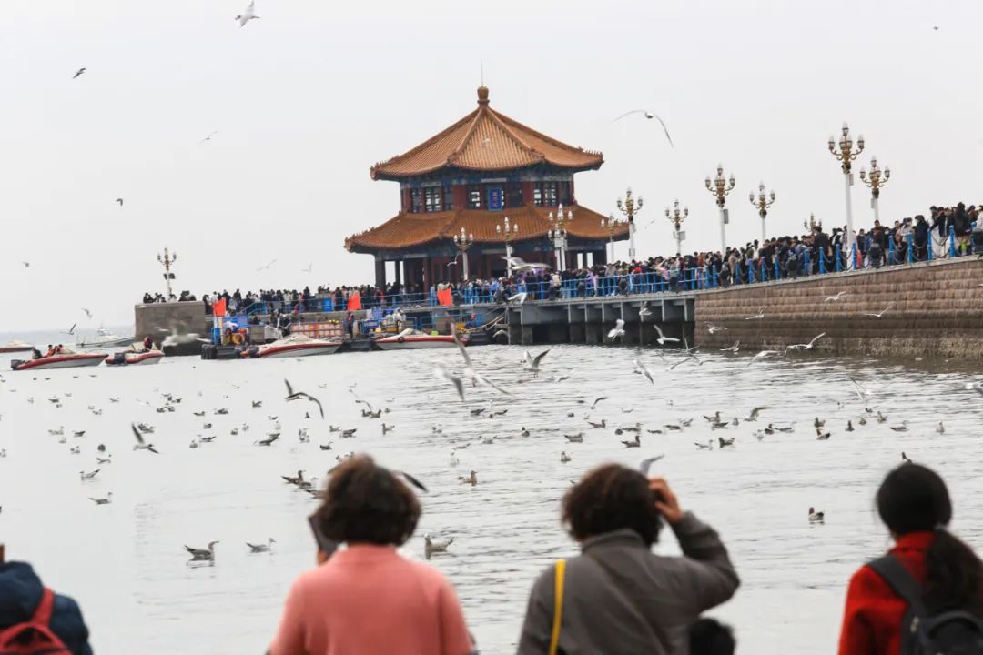 青岛栈桥成片成片的海鸥把所有人整不会了怎么还没走