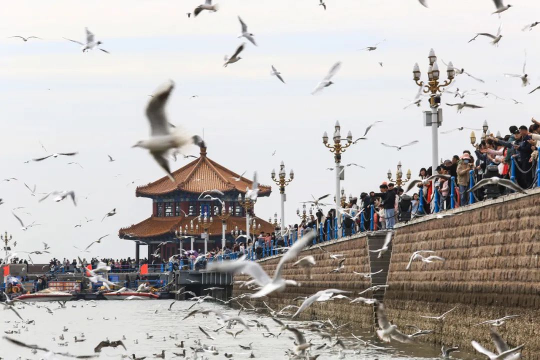 青岛栈桥成片成片的海鸥把所有人整不会了怎么还没走