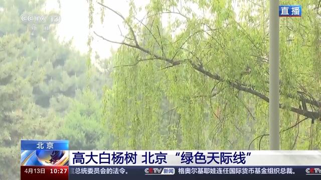 北方多地进入杨柳飞絮高发期如何科学治理