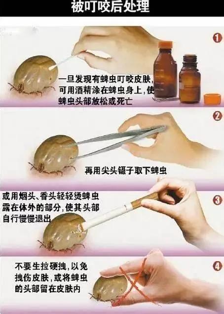 陕西疾控提醒→|蜱虫_新浪财经_新浪网