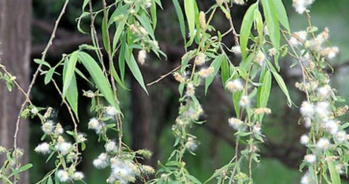 太原杨柳絮始纷飞,人车都要防范!未来七到十天进入爆发期|柳絮|飞絮|杨絮|太原市|杨童舒_新浪新闻