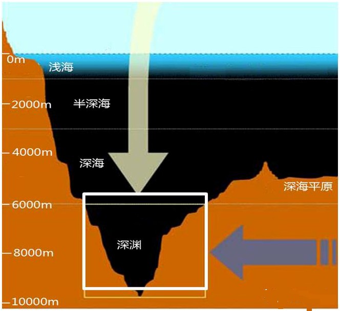 新知|万米深海的海参长啥样?跟“奋斗者”探索神秘的海底世界
