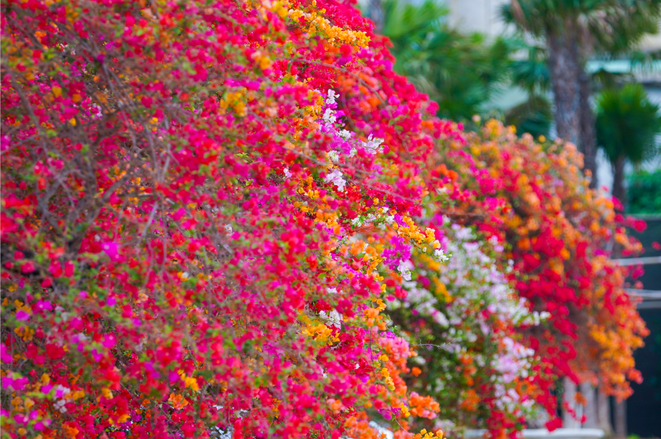 佛山花卉世界图片