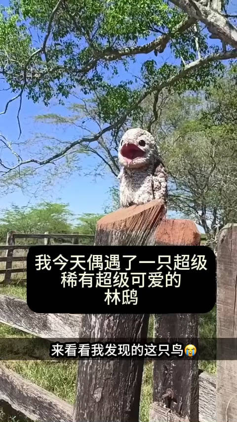 国外网友在农场偶遇的一只林鸱，听说过但从来没见过…_新浪新闻