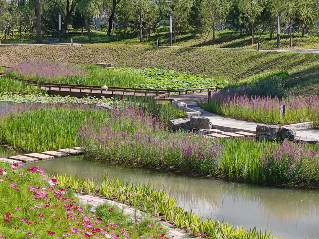 海淀北部再添滨水公园!实拍