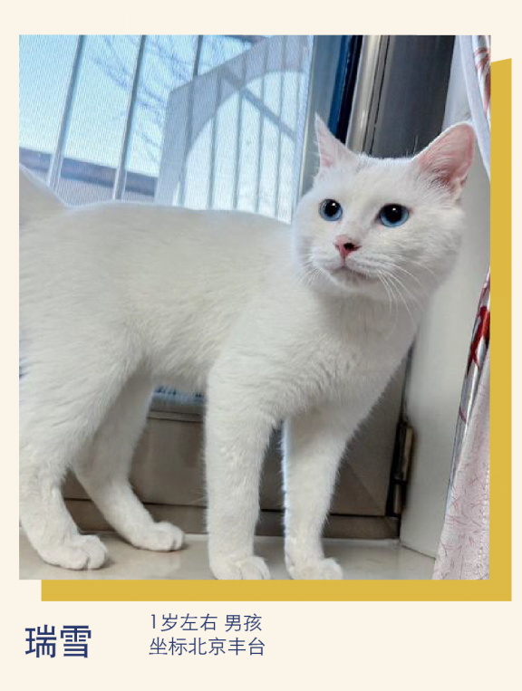 救助故事:出现在喂猫点的小猫咪,被其他大猫欺负,没办法只能救回家招