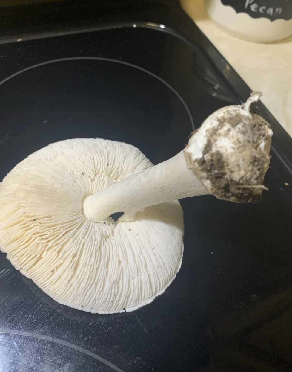 用ai软件识别毒蘑菇ai犯错后人吃下了毒鹅膏差点要了命