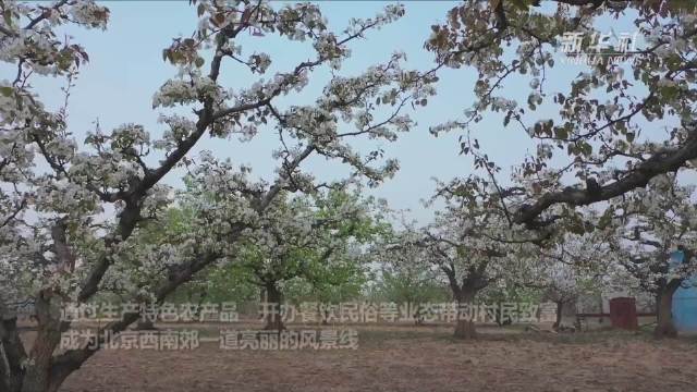 共赴美丽乡村春日盛景|梨花|北京市_新浪新闻