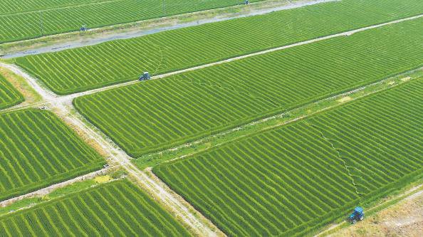 稻进行杂交授粉惠和研发人员正在研究种子性状上海南繁基地打造高标准