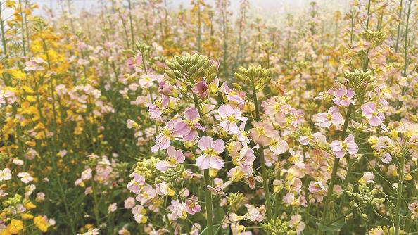 上海原创油菜新品"领衔"郊野_新浪财经_新浪网