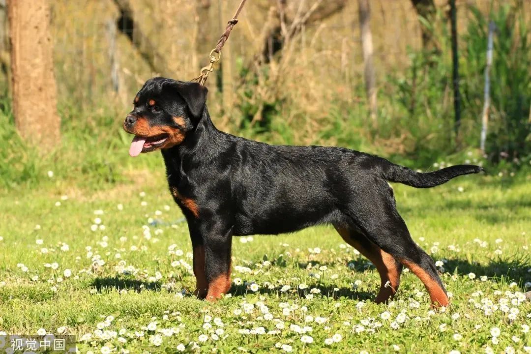 人民日报:将文明养犬落到实处|人民日报_新浪财经_新浪网