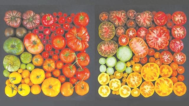 现代农业选育技术的加持，让番茄呈现多姿多彩。（资料图片）