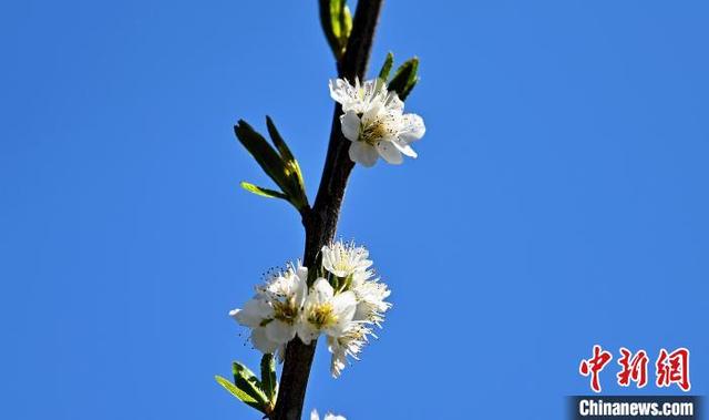 四川茂县:李花盛开引游人