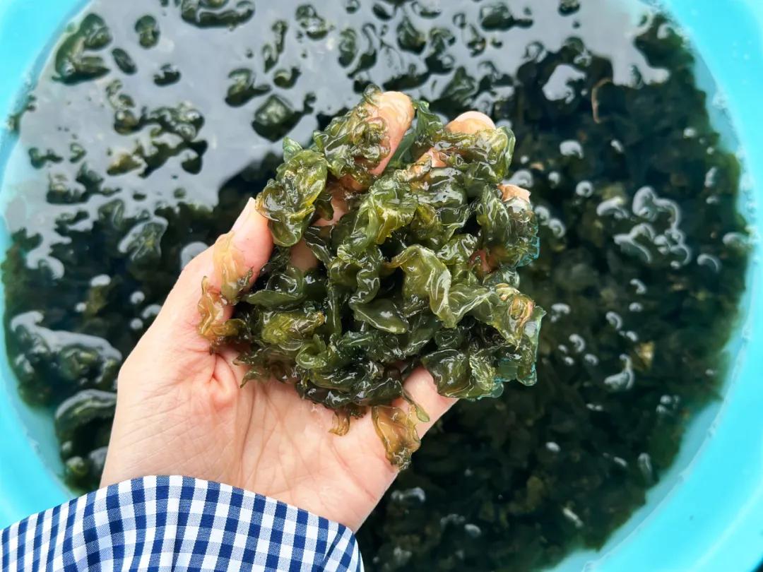 很多江西人小时候常捡来吃|地皮菜_新浪财经_新浪网