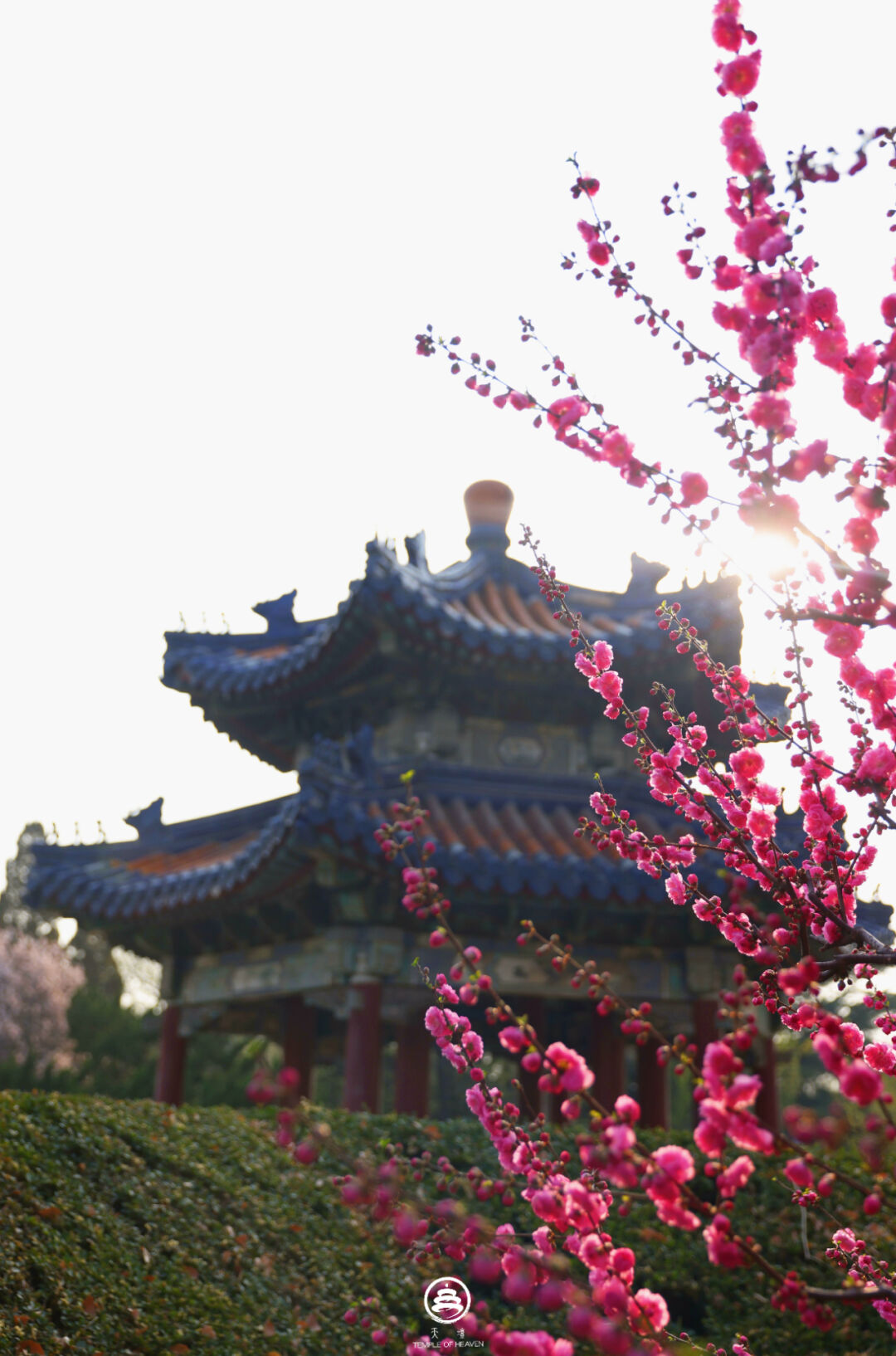 龙年龙月,在天坛中写一笔春字|龙_新浪财经_新浪网