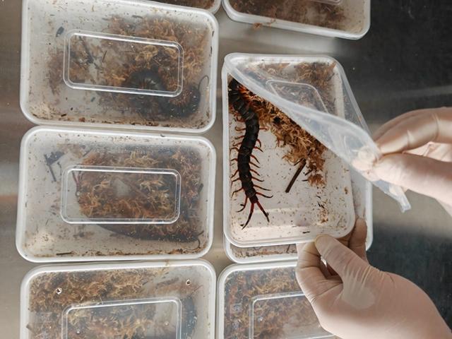 北京一季度截获外来物种198种次|海关_新浪财经_新浪网