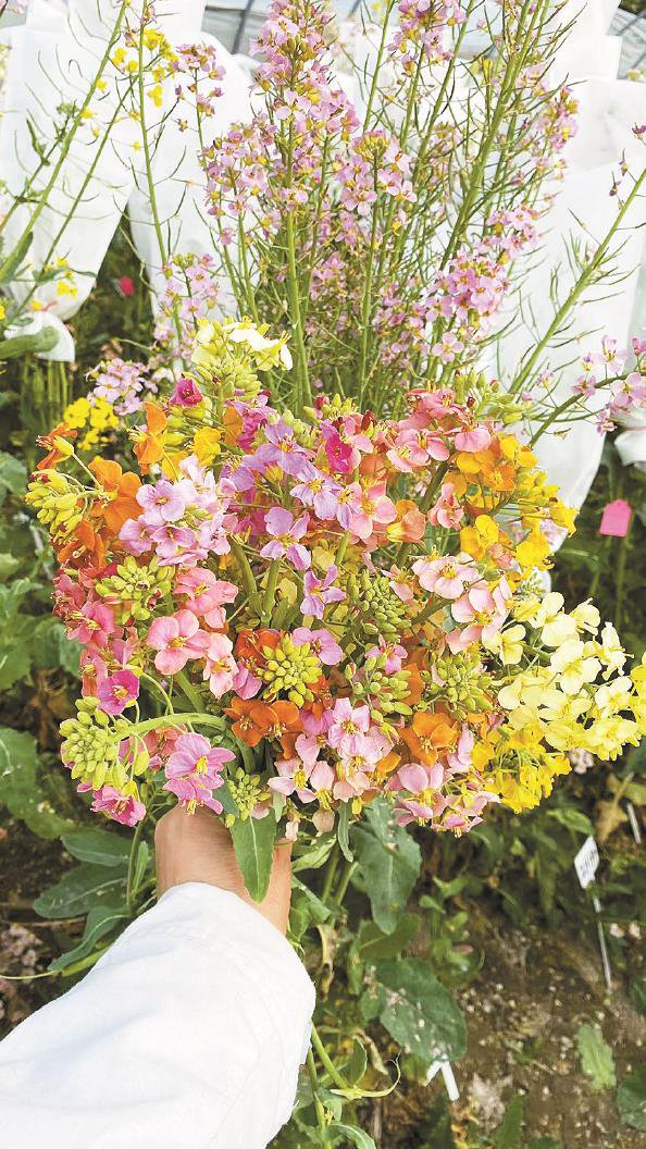 上海原创油菜新品"领衔"郊野_新浪财经_新浪网