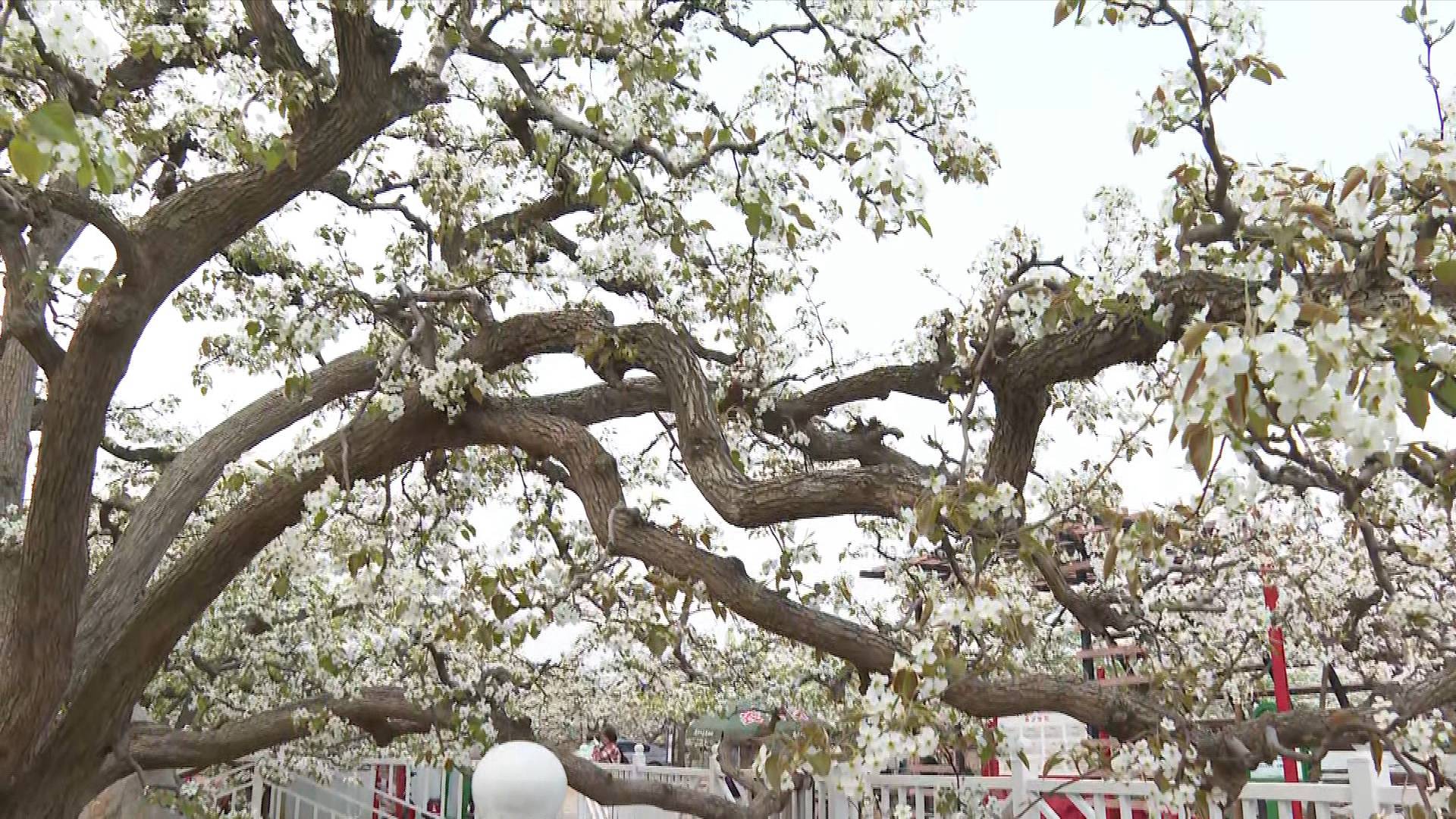 梨花村里赏梨花 共赴美丽乡村春日盛景|梨花|北京市|邢宇_新浪新闻